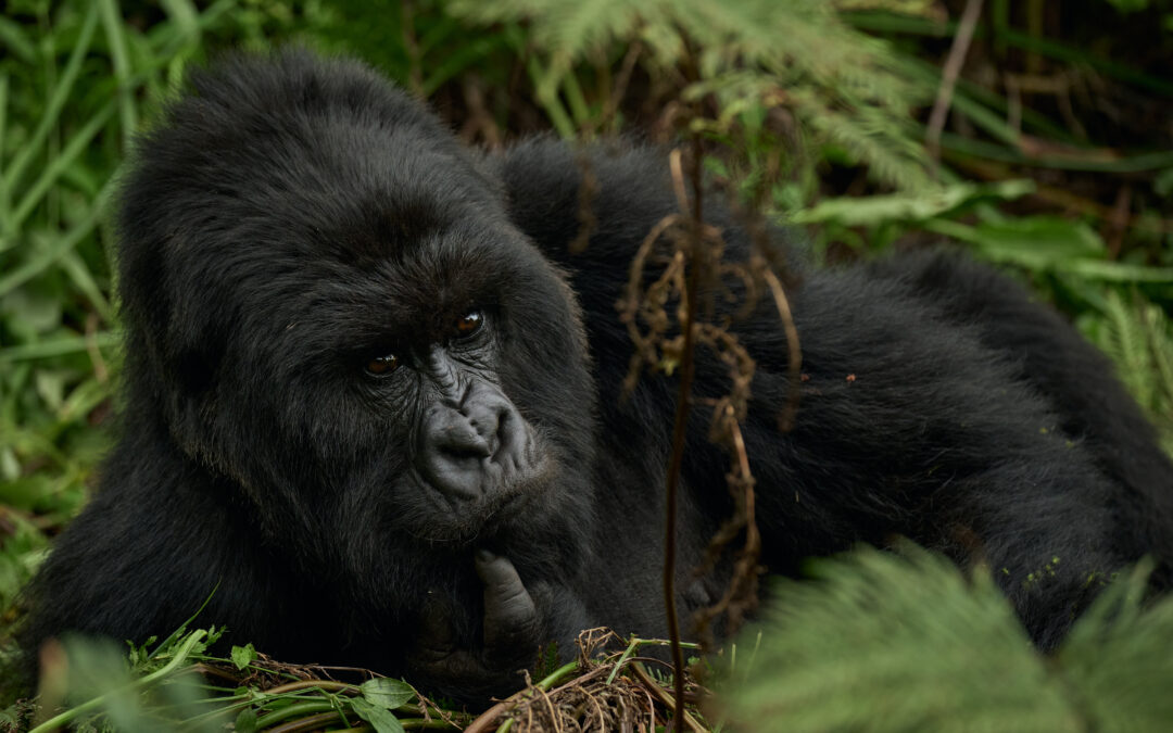 The Challenge of Sustainable Gorilla and Chimpanzee Conservation and Ecotourism