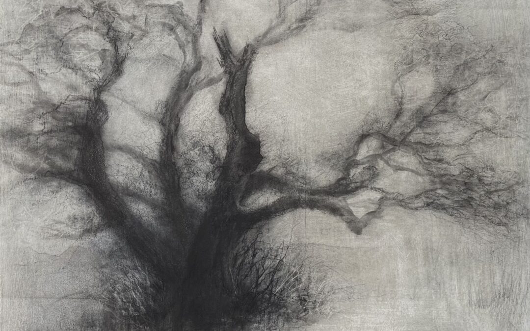 Exhibition: Seen in the Trees – Tansy Lee Moir