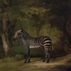 George Stubbs, 1724–1806, Zebra, 1763, Oil on canvas, Yale Center for British Art, Paul Mellon Collection, B1981.25.617.