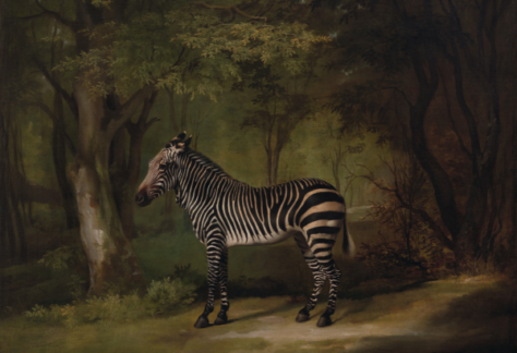 George Stubbs, 1724–1806, Zebra, 1763, Oil on canvas, Yale Center for British Art, Paul Mellon Collection, B1981.25.617.