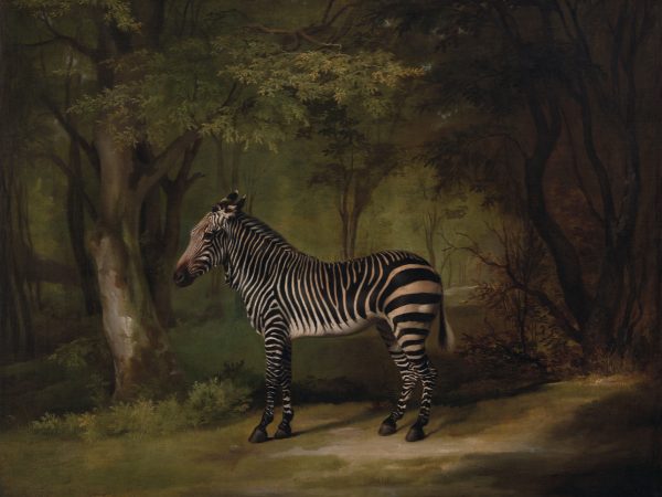 George Stubbs, 1724–1806, Zebra, 1763, Oil on canvas, Yale Center for British Art, Paul Mellon Collection, B1981.25.617.