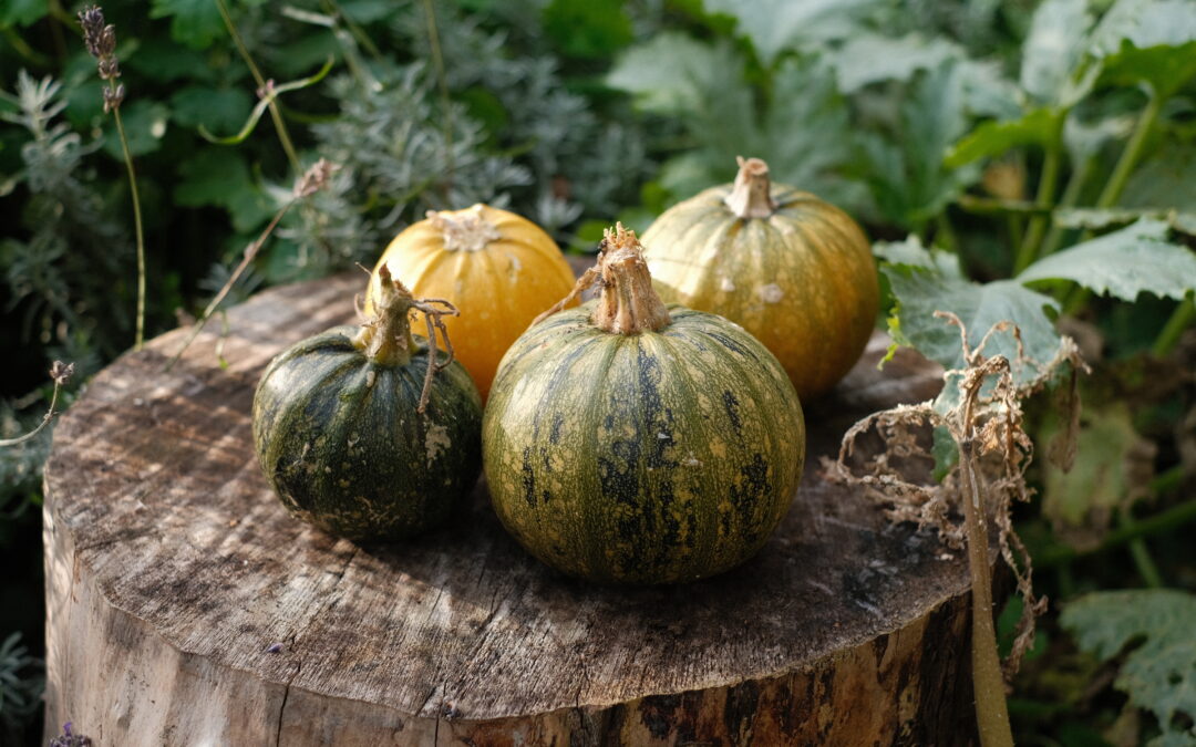 From Medieval Kitchen Garden to Community Oasis: Discover the Story of the Arundells Garden